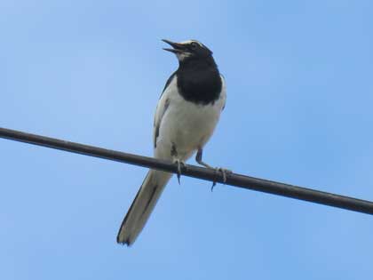 セグロセキレイ