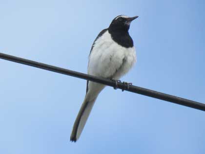 セグロセキレイ