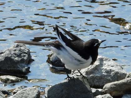 セグロセキレイ