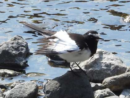 セグロセキレイ