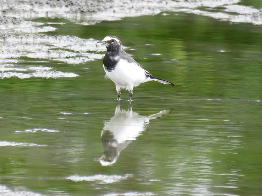 セグロセキレイ