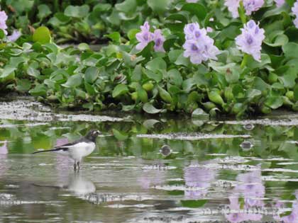 セグロセキレイ