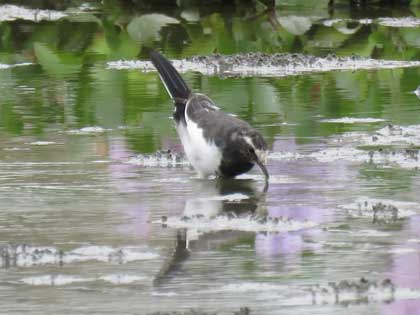 セグロセキレイ