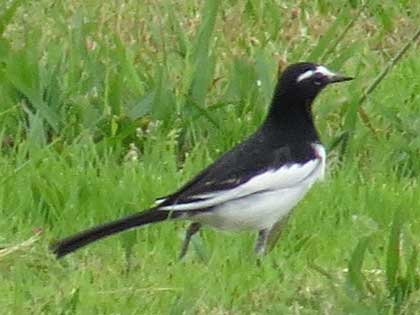 セグロセキレイ