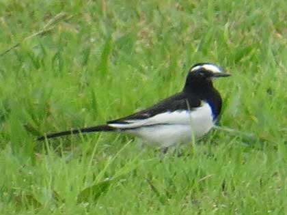 セグロセキレイ