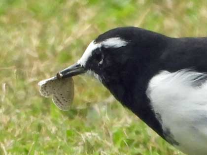 セグロセキレイ