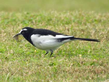 セグロセキレイ