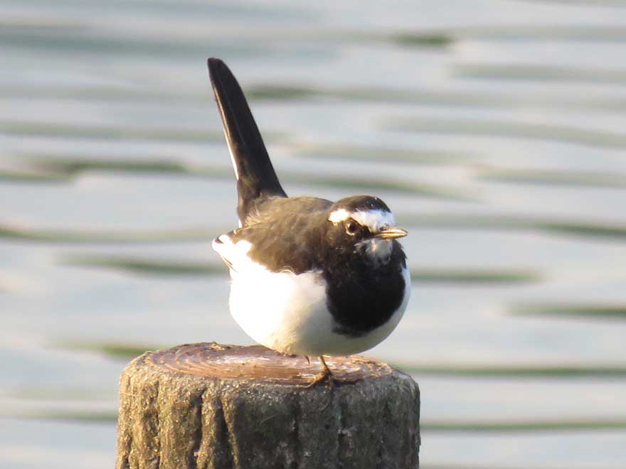 セグロセキレイ