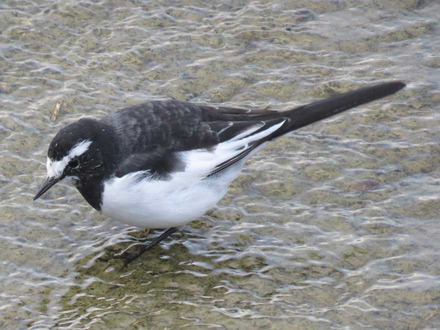 セグロセキレイ