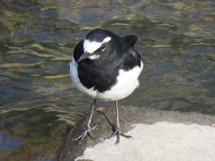 セグロセキレイ