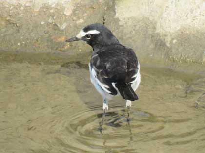 セグロセキレイ