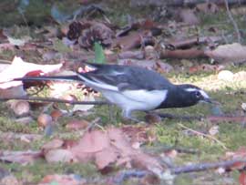 セグロセキレイ