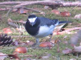 セグロセキレイ