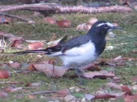 セグロセキレイ