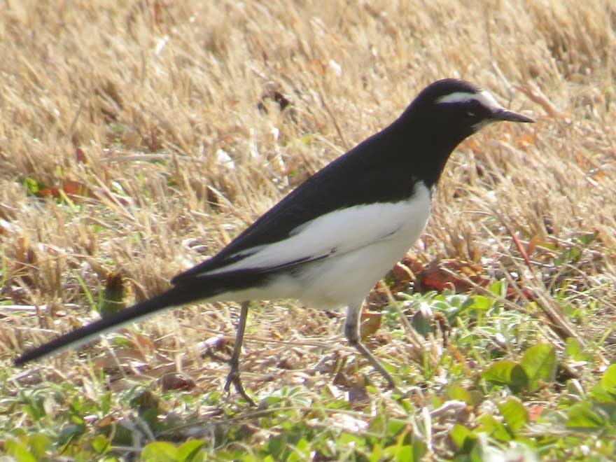 セグロセキレイ