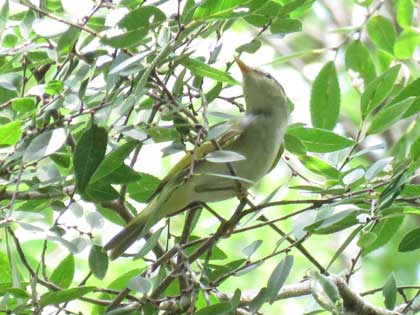 センダイムシクイ