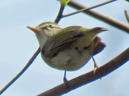 センダイムシクイ