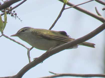 センダイムシクイ