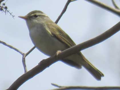 センダイムシクイ