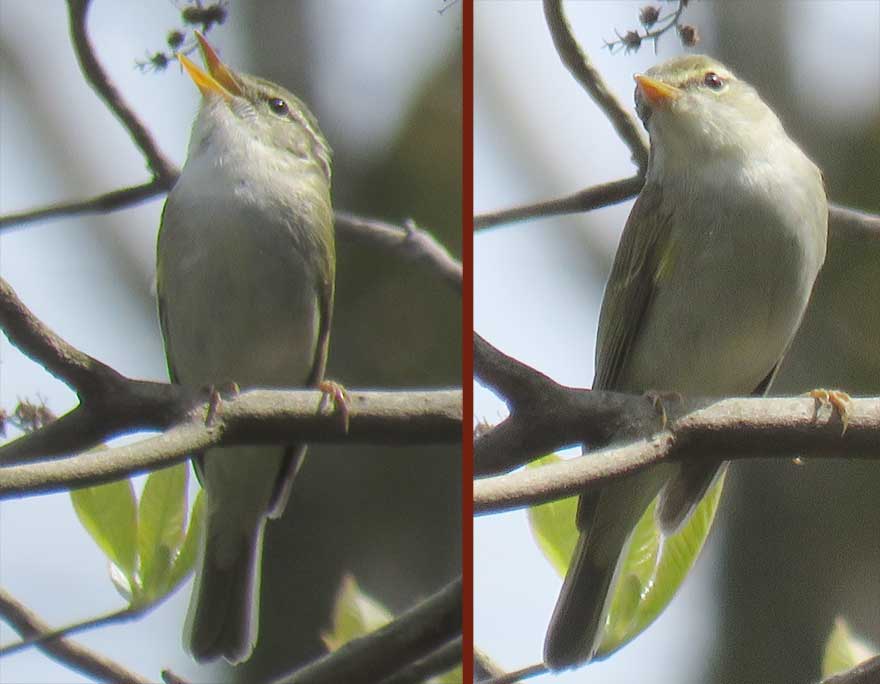 センダイムシクイ