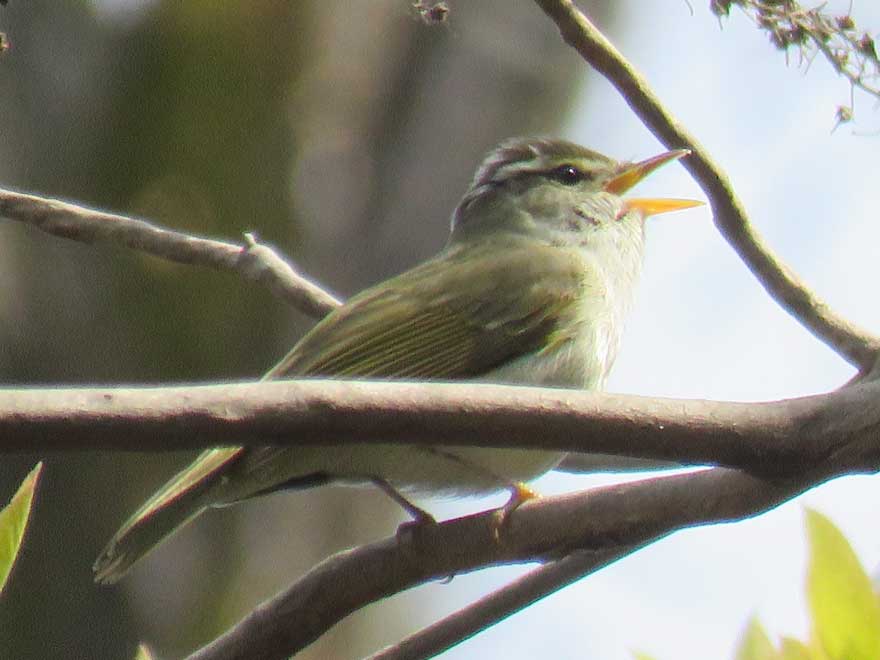 センダイムシクイ