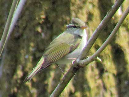 センダイムシクイ