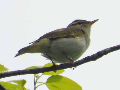 センダイムシクイ