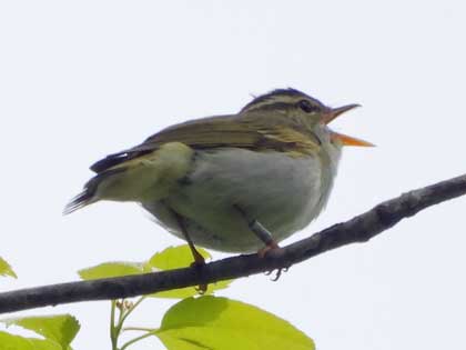 センダイムシクイ