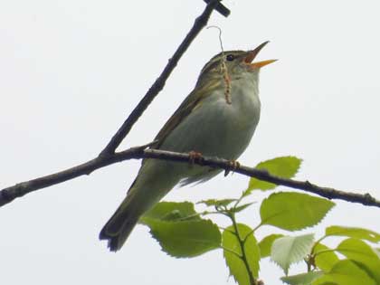 センダイムシクイ