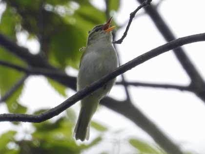 センダイムシクイ