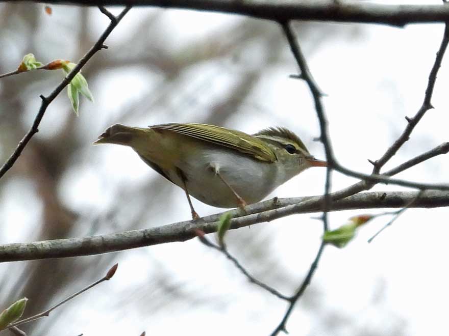 センダイムシクイ