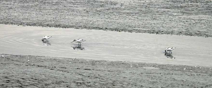 ソリハシセイタカシギ