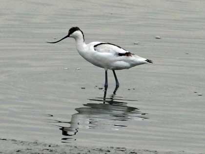 ソリハシセイタカシギ