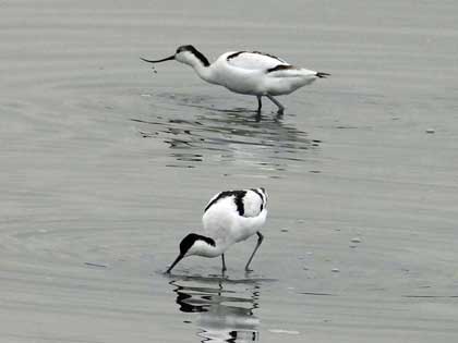 ソリハシセイタカシギ