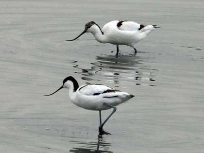 ソリハシセイタカシギ