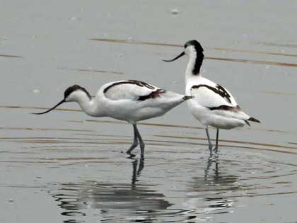 ソリハシセイタカシギ