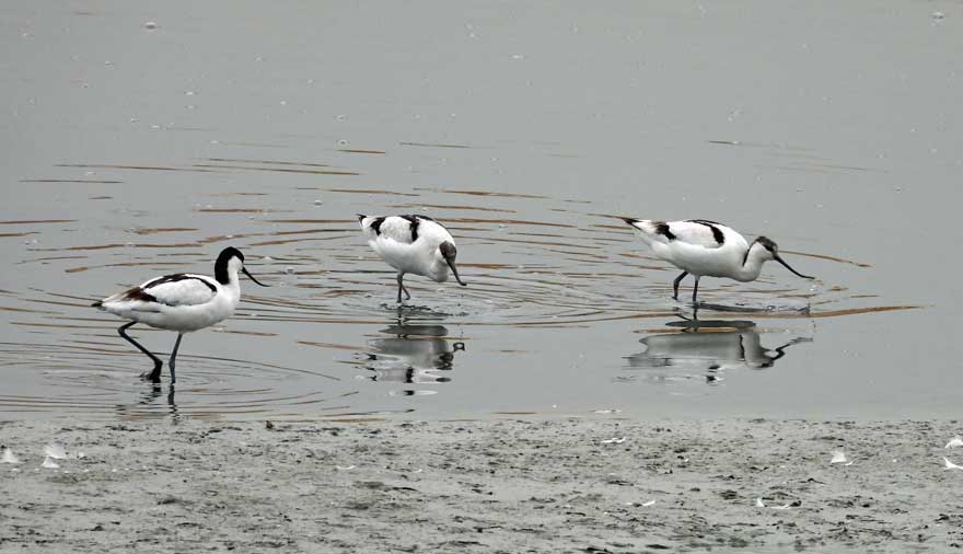 ソリハシセイタカシギ