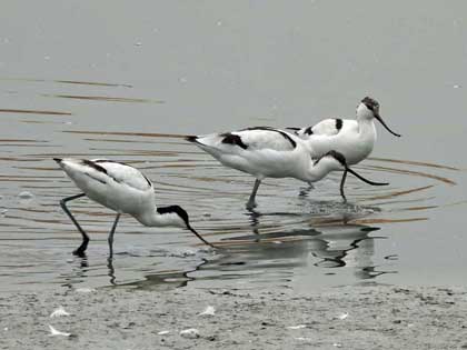 ソリハシセイタカシギ