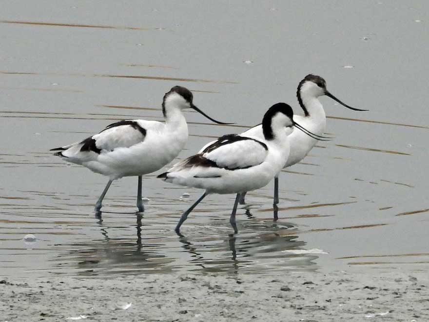 ソリハシセイタカシギ