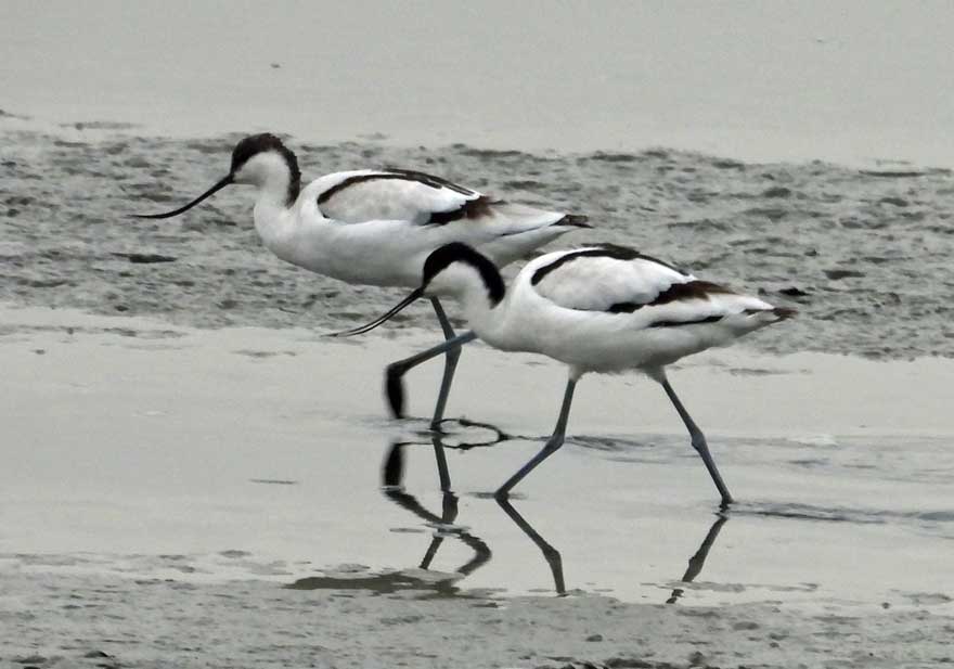 ソリハシセイタカシギ