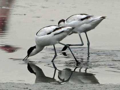 ソリハシセイタカシギ