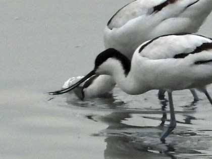 ソリハシセイタカシギ