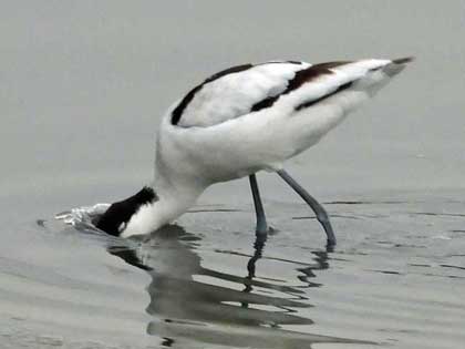 ソリハシセイタカシギ