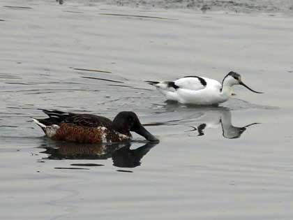 ソリハシセイタカシギ