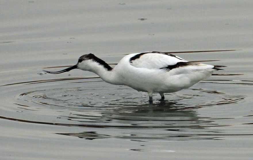 ソリハシセイタカシギ