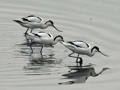 ソリハシセイタカシギ