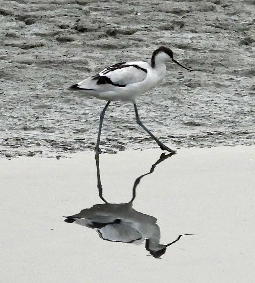 ソリハシセイタカシギ