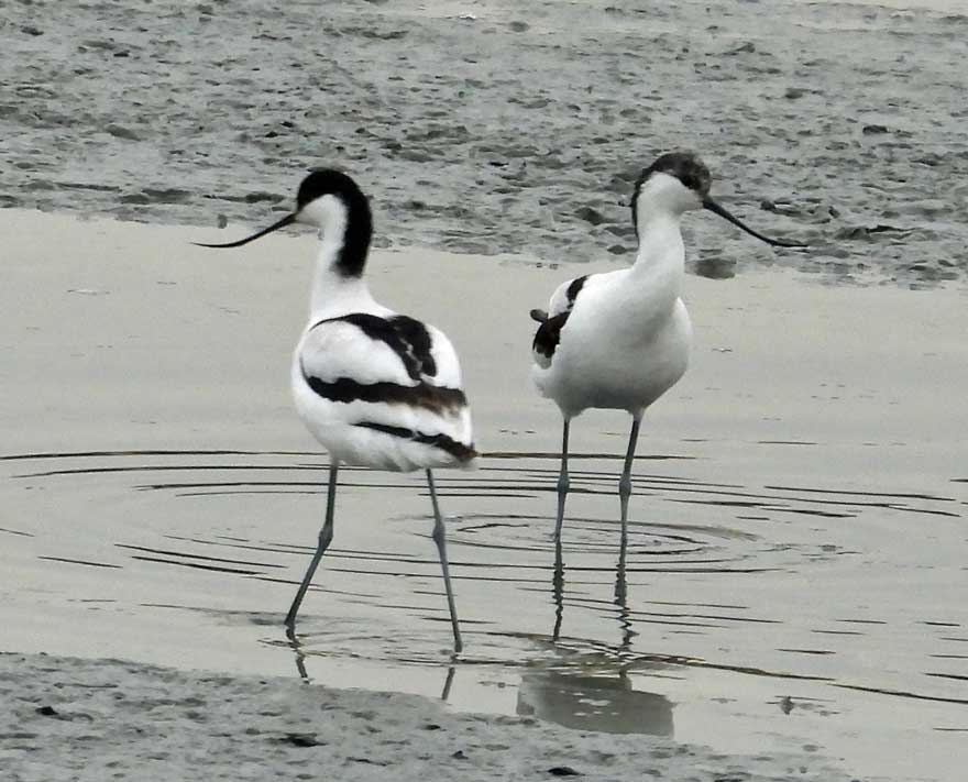 ソリハシセイタカシギ