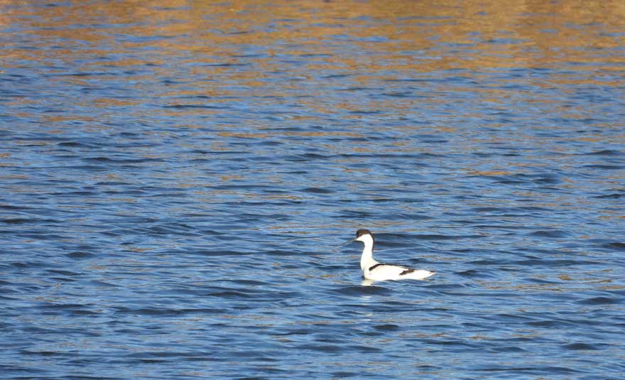 ソリハシセイタカシギ