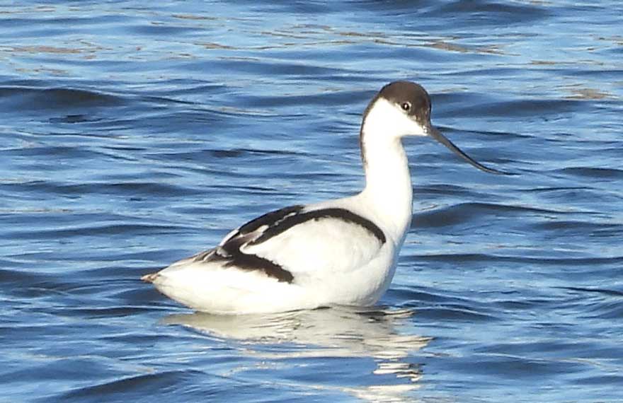 ソリハシセイタカシギ